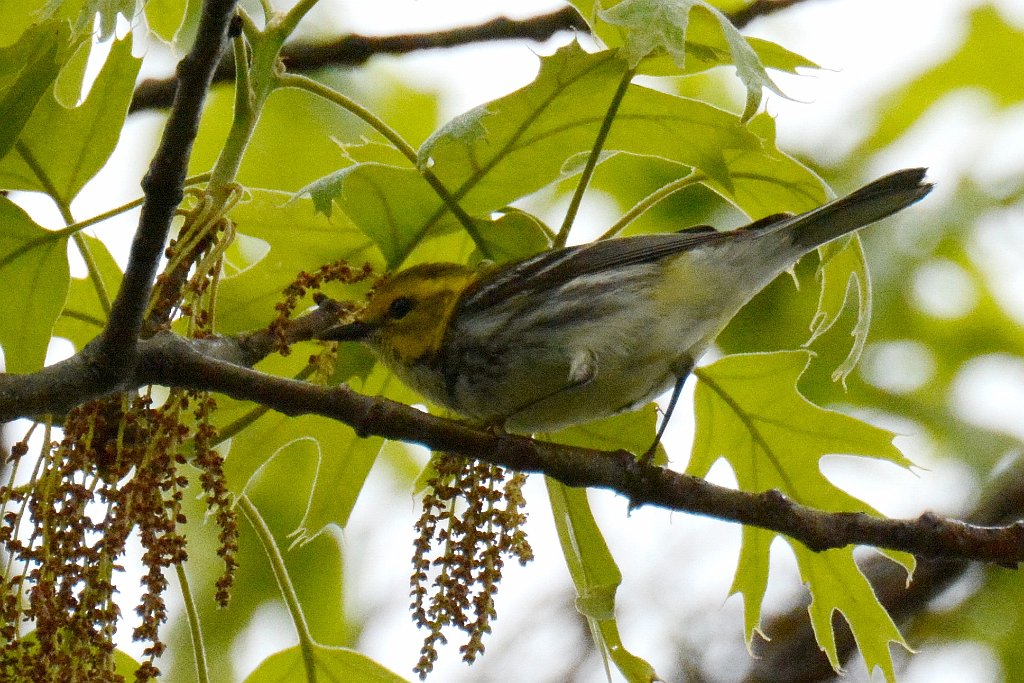 Warbler, Black-throated Green, 2013-05241241 Parker River NWR, MA.JPG - Black-throated Green Warbler. Parker River NWR, MA, 5-24-2013